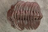 Red Morocops Trilobite - Hmar Laghdad, Morocco #329737-3
